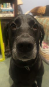 Woofie welcomes you! black labrador mix dog